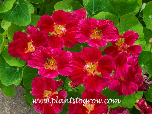 Whirlybird Cherry Rose Nasturtium (Tropaeolum majus)